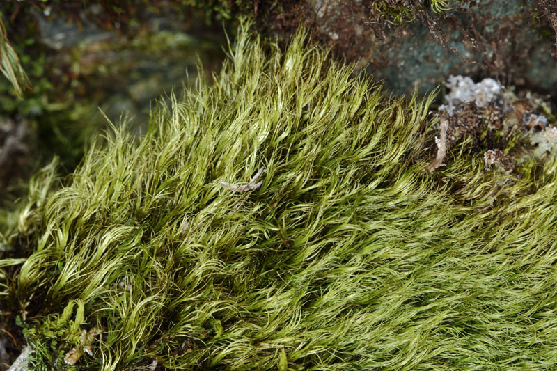 Paraleucobryum longifolium